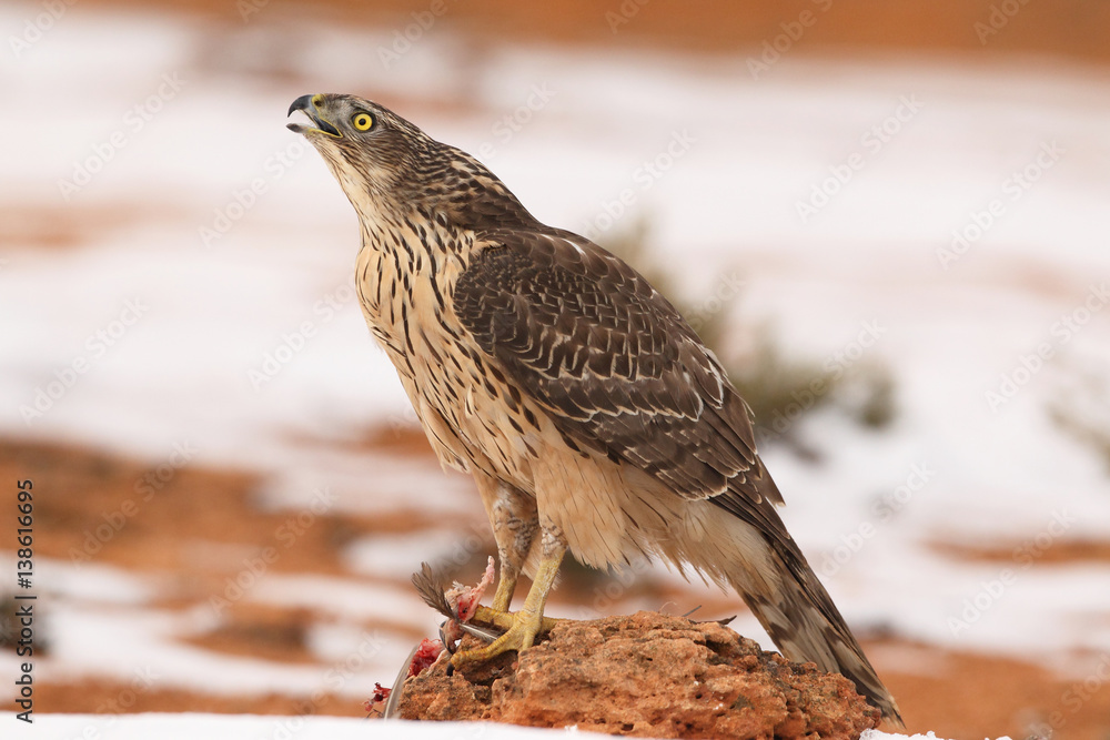 Fototapeta premium Goshawk into the snow