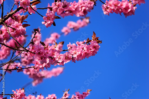 Flowering branch of black plum against a clear blue sky
