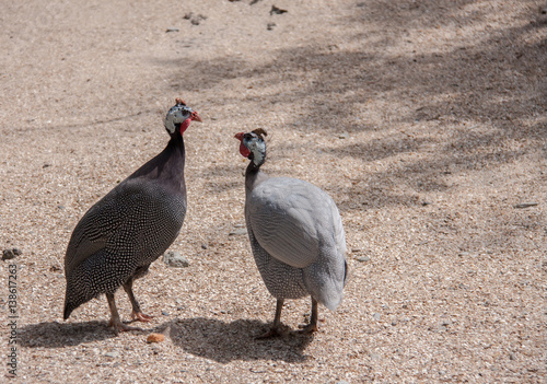 Fototapet Two guinea fowl male and female in the field