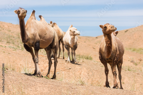 Fototapeta Naklejka Na Ścianę i Meble -  Camels in Gobi Desert