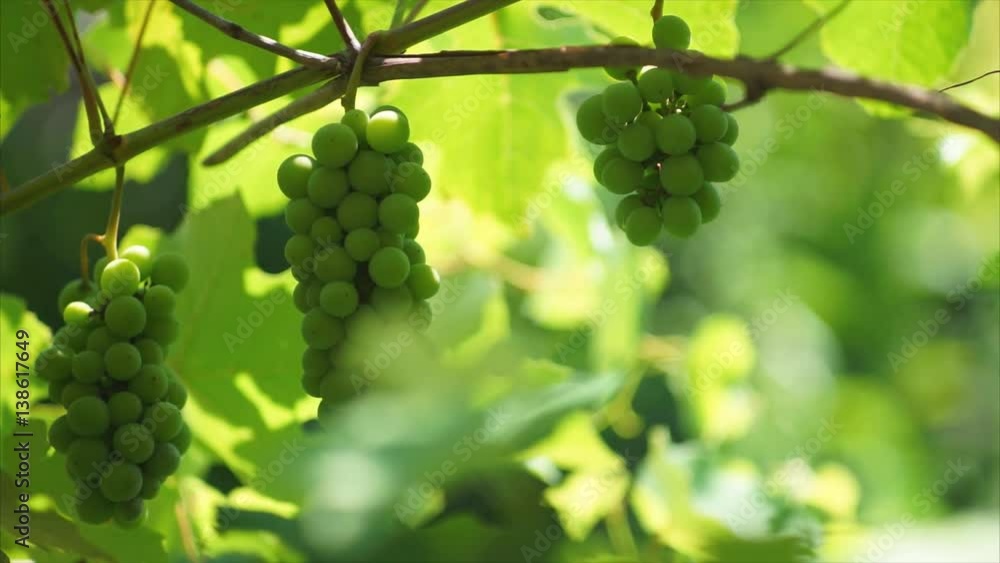 Bunches of grapes move the breeze on a Sunny day. Bunches of grapes move the breeze on a Sunny day.