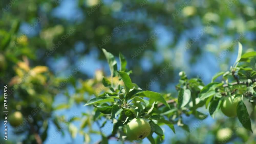 Branches of Apple trees with apples sway in the wind on blue sky background. Branches of Apple trees with apples sway in the wind on blue sky background.