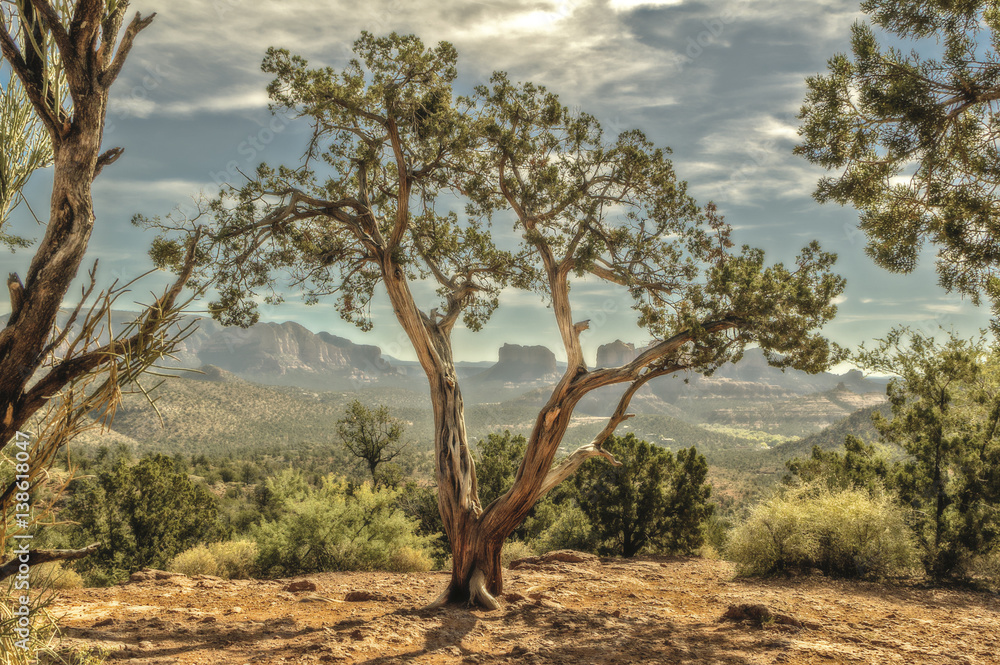 Beyond the Juniper