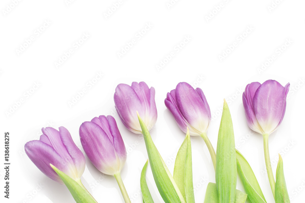 Naklejka premium bunch of purple tulips on white