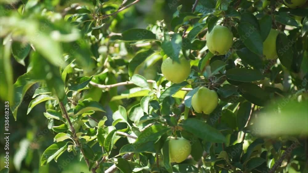 Branches of Apple trees with apples sway in the wind on blue sky background. Branches of Apple trees with apples sway in the wind on blue sky background.