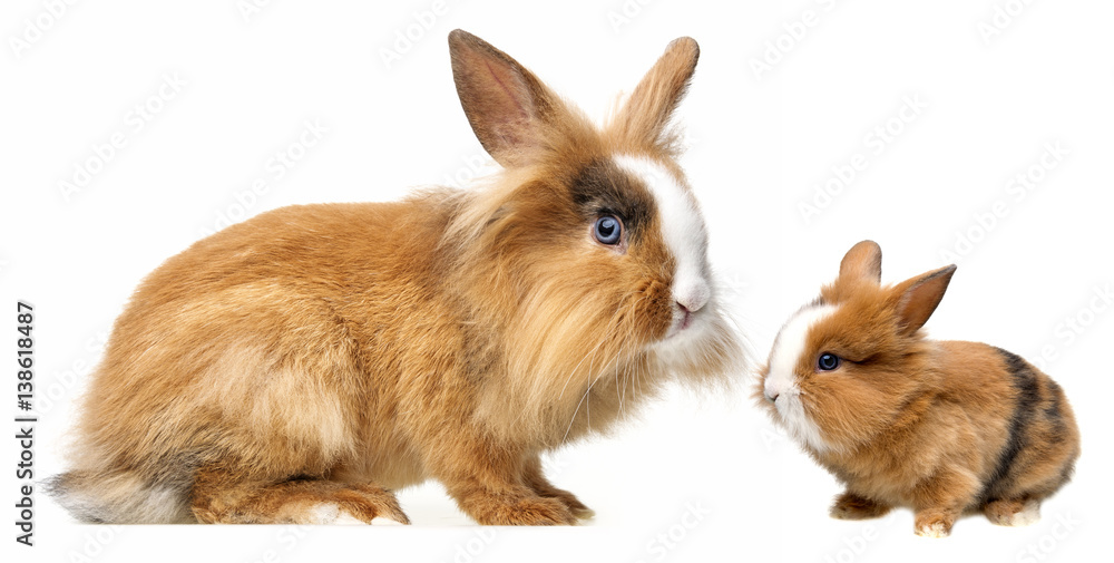  pet rabbits - white background