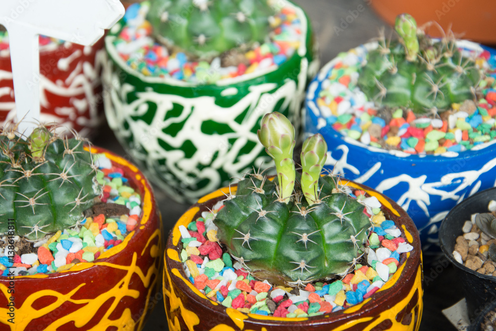 succulent cactus in pot succulent cactus in pot