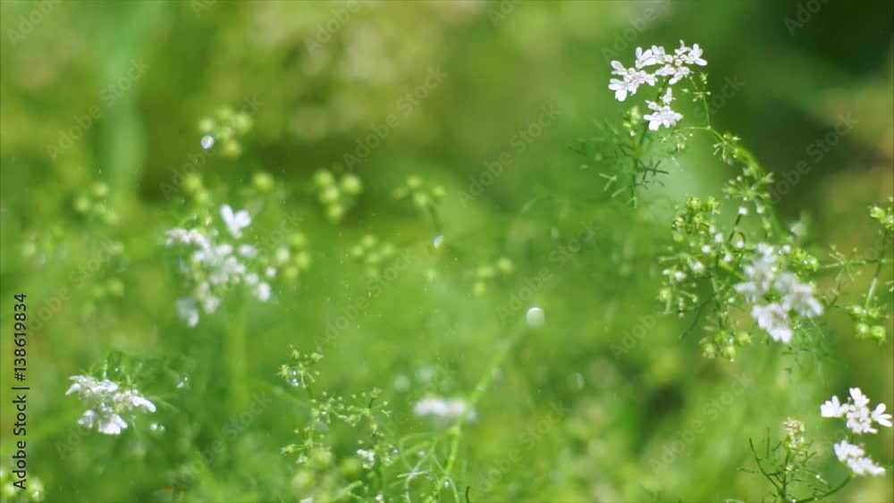 Watering plants in the garden. The diamond glitter of water droplets in the morning sun Watering plants in the garden. The diamond glitter of water droplets in the morning sun