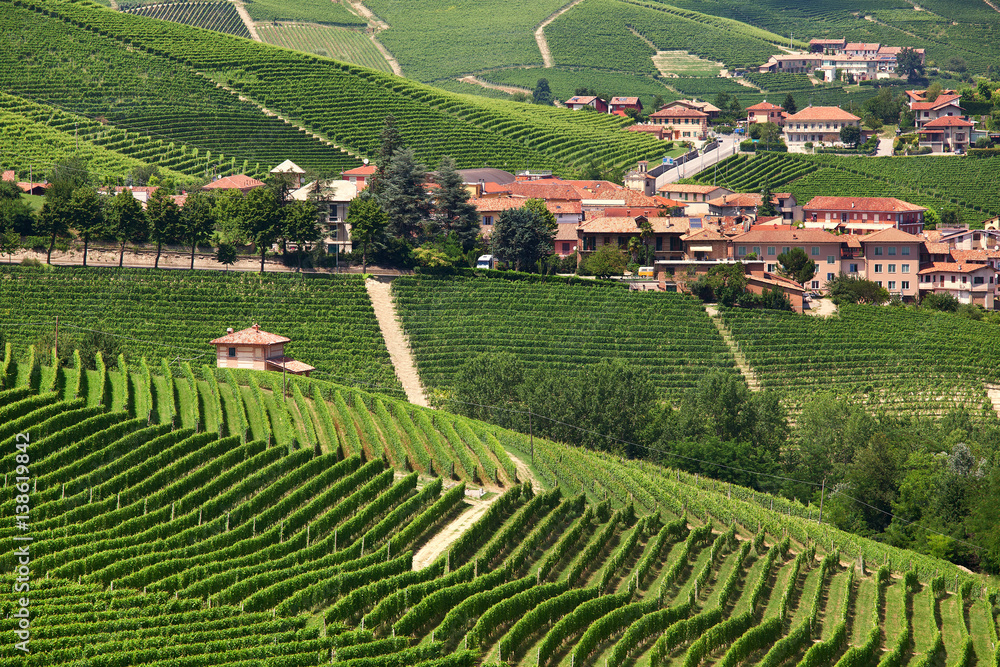 Rural houses and green vineyards of Piedmont, Italy.