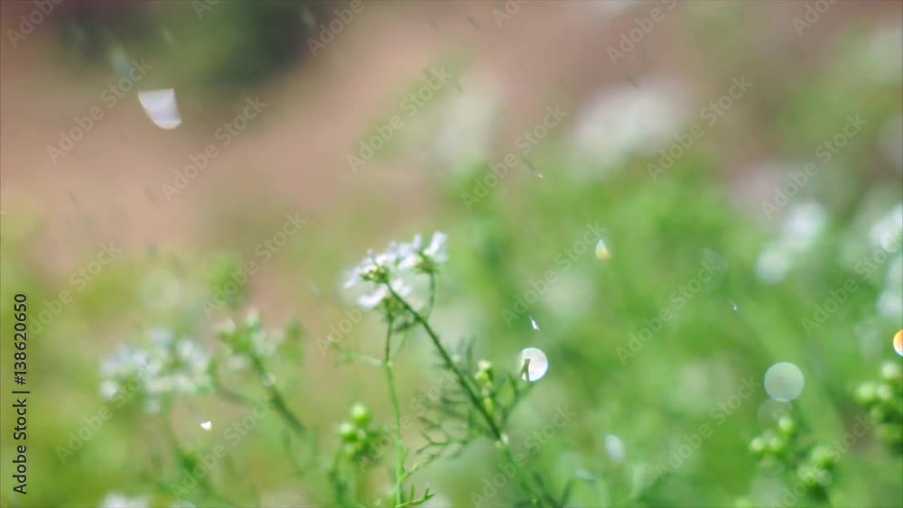 Watering plants in the garden. The diamond glitter of water droplets in the morning sun Watering plants in the garden. The diamond glitter of water droplets in the morning sun