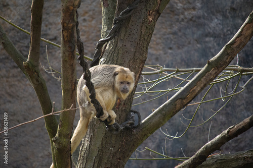 Trauriger Affe