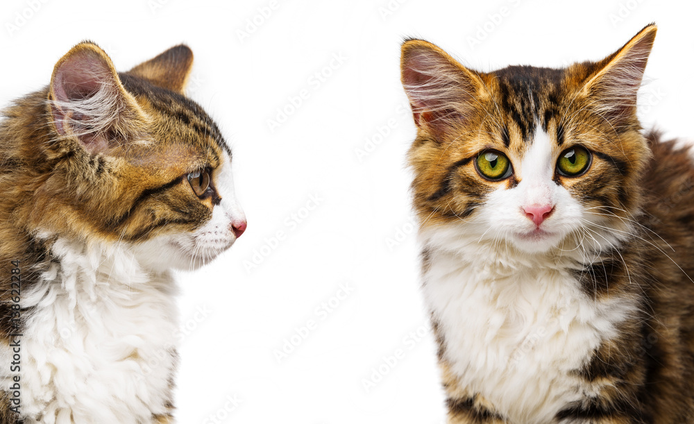 cute little long haired maine cats