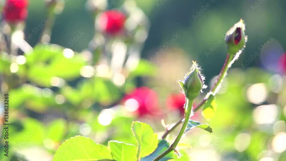 Beautiful floral spring background in sunset light. Blurry insects and pollen fly befor camera. Closeup full hd video footage of flowerbed with growing buds of red roses slightly moving in wind. Beautiful floral spring background in sunset light. Blurry insects and pollen fly befor camera. Closeup full hd video footage of flowerbed with growing buds of red roses slightly moving in wind.