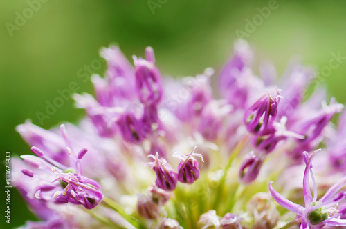 closeup purple  flower. floral  spring background. picture with soft focus
