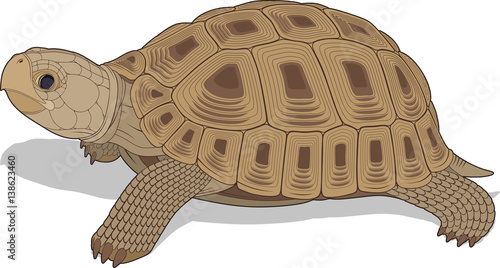 vectorial illustration of steppe tortoise photo