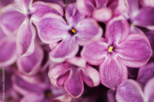 closeup purple flower. floral spring background. picture with soft focus