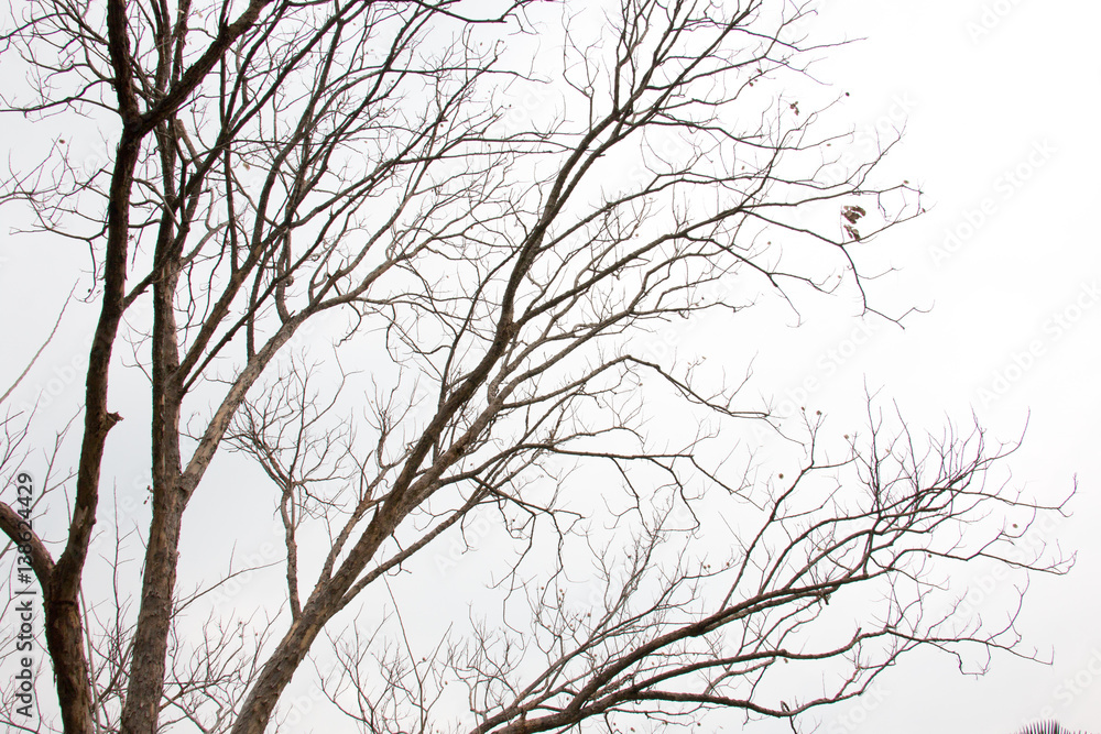 branch of treetop and sky ,white background of treetop