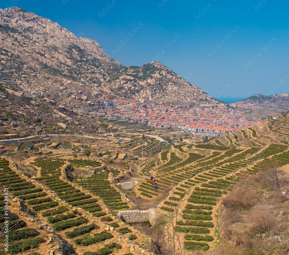 Tea field at Laoshan Mountain, China Tea field at Laoshan Mountain, China