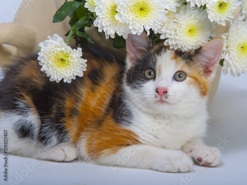 Tortoishell Kitten portrait and flowers photo