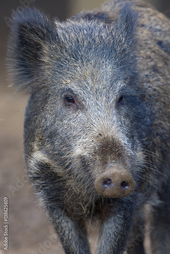 Wallpaper Mural Wild Boar Sus scrofa  in Forest Setting Torontodigital.ca