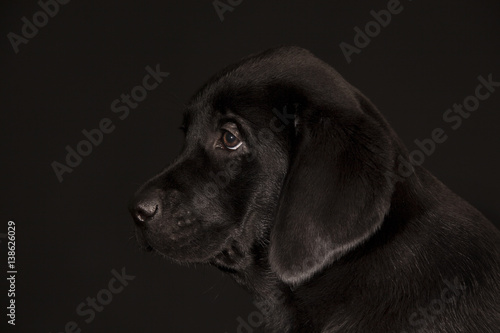 Labrador Retriever black puppy isolated on black background