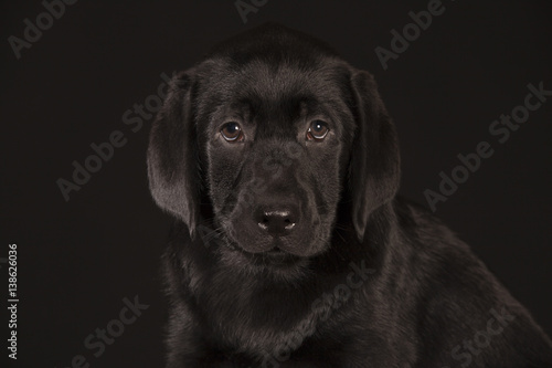 Labrador Retriever black puppy isolated over black background © Nikolai Tsvetkov