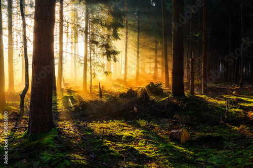 Fototapeta Naklejka Na Ścianę i Meble -  Sunrise in a forest near Friedeburg