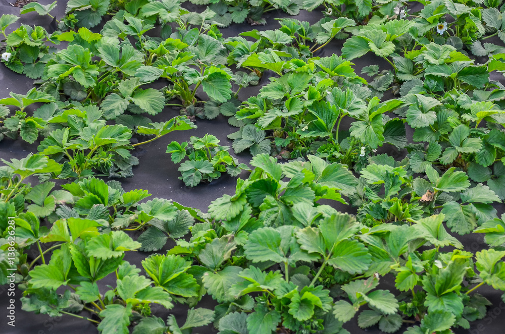 strawberry bushes in bloom growing in a garden in spring strawberry bushes in bloom growing in a garden in spring