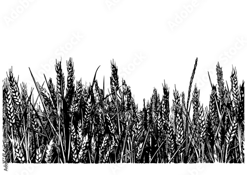 illustration of wheat field