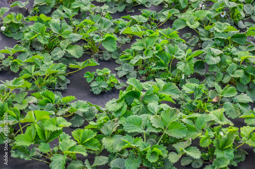 strawberry bushes in bloom growing in a garden in spring