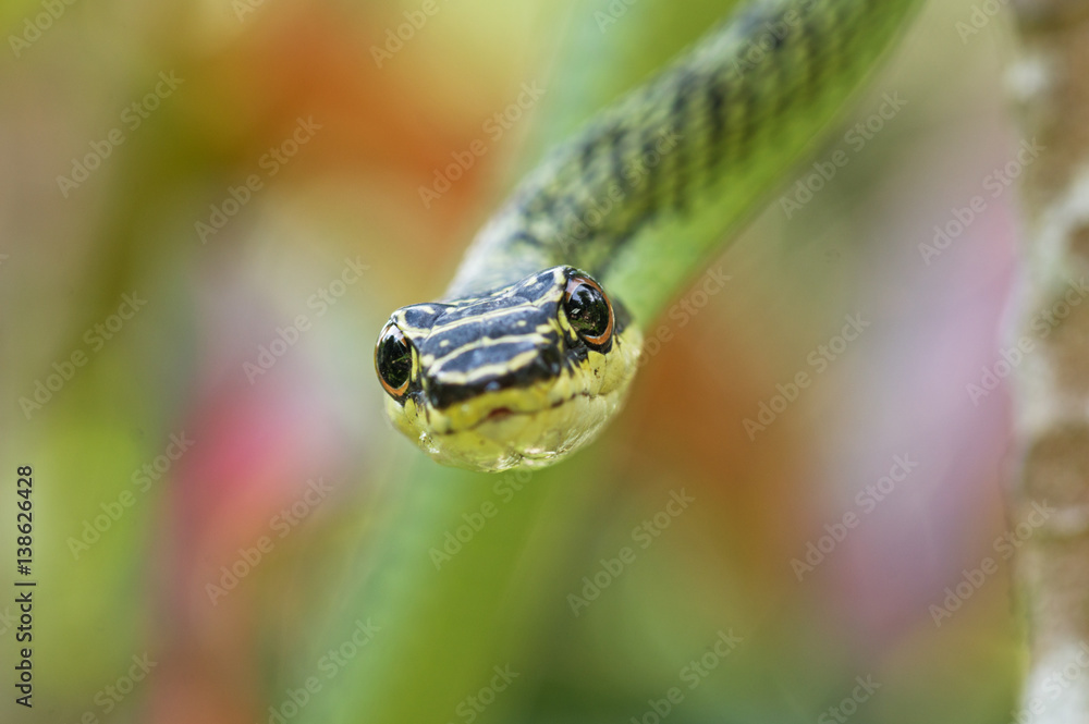 Golden Tree Snake Head Golden Tree Snake Head