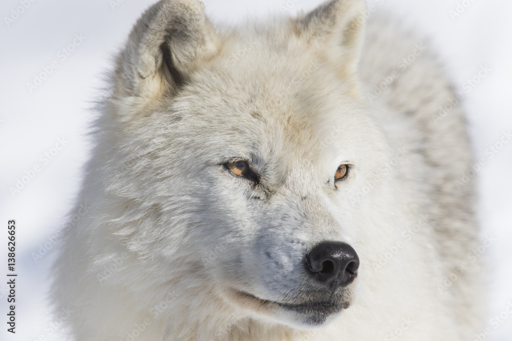 Obraz premium Arctic wolf in winter