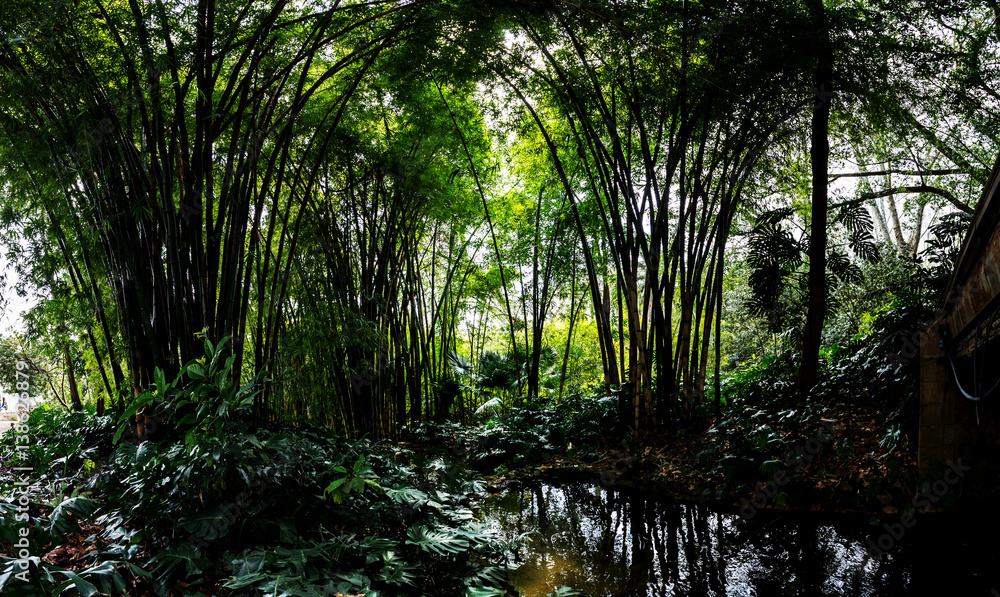 Obraz premium Jardín botánico