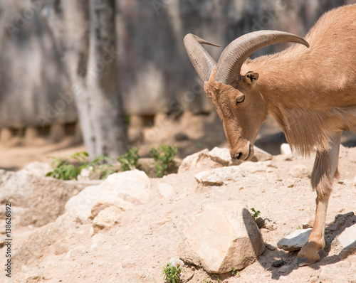 barbary sheep