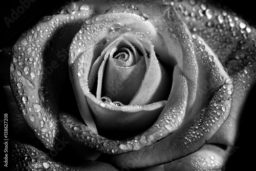 Wet white rose flower monochrome close-up photo with shallow depth of field