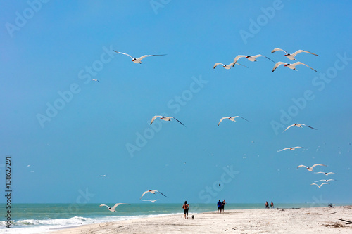 Animals and people in harmony on the beach of Sanibel Island, Florida, USA