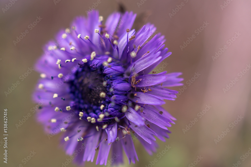 Fototapeta premium Macro flower background