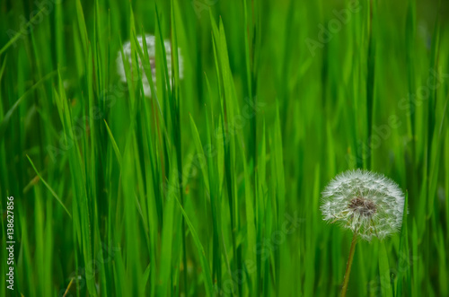 spring green grass for background