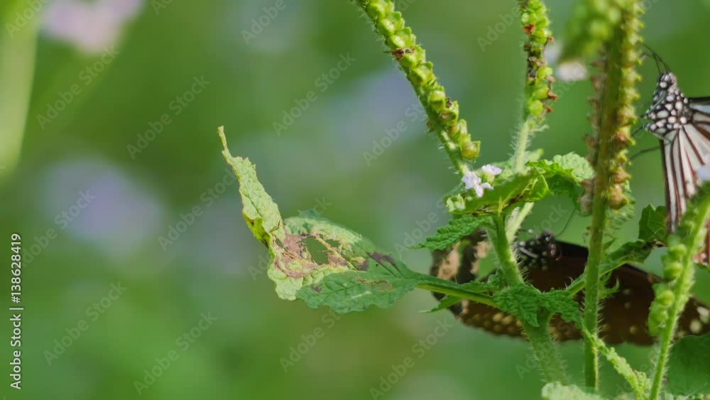 Butterlies on a plant with sliding camera Butterlies on a plant with sliding camera