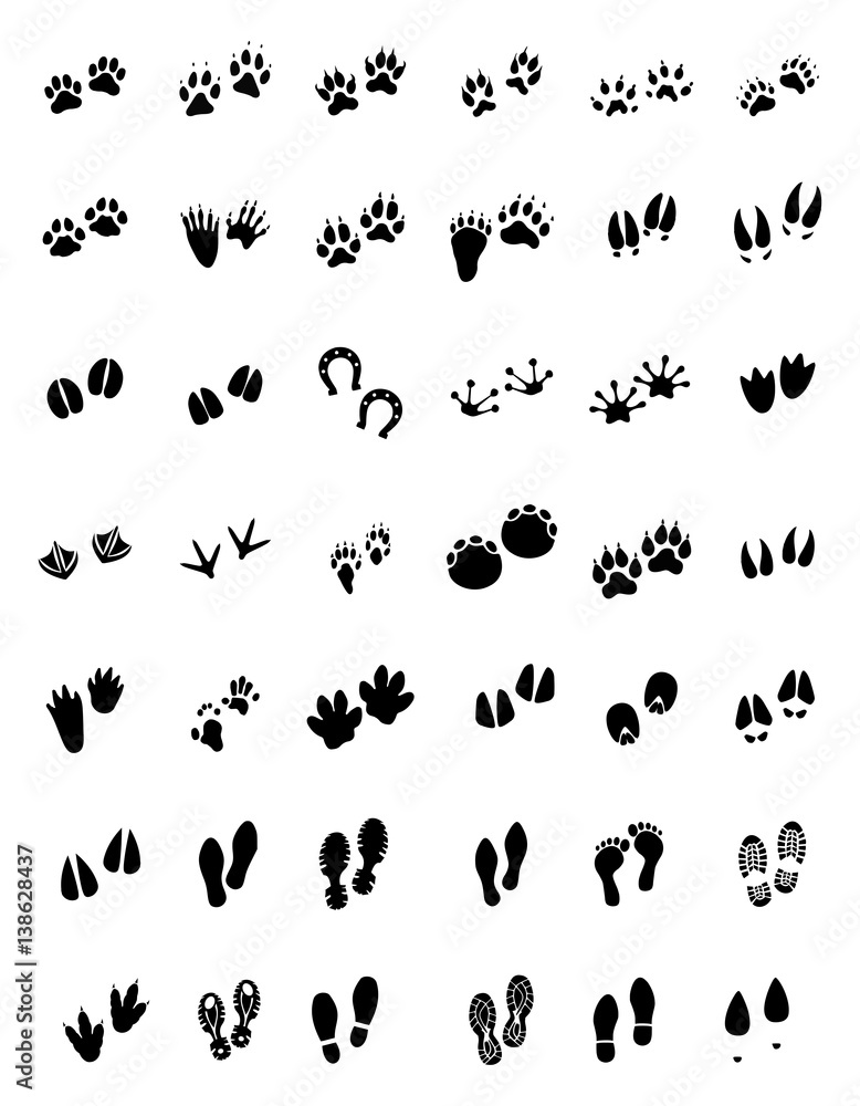 Naklejka Animal tracks - foot print guide vector