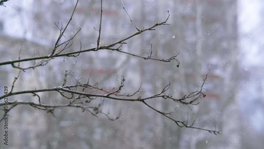 A branch of rowan on a blurred background in the snow. A branch of rowan on a blurred background in the snow.