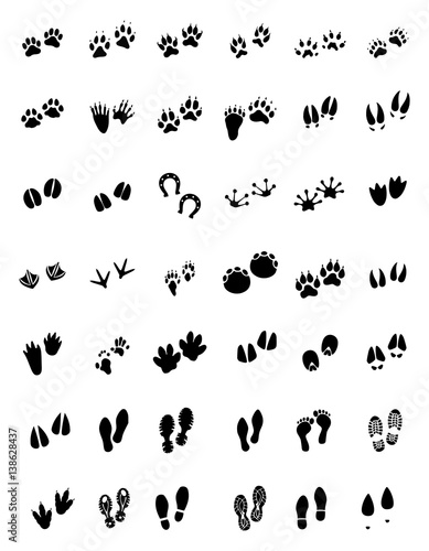 Animal tracks - foot print guide vector