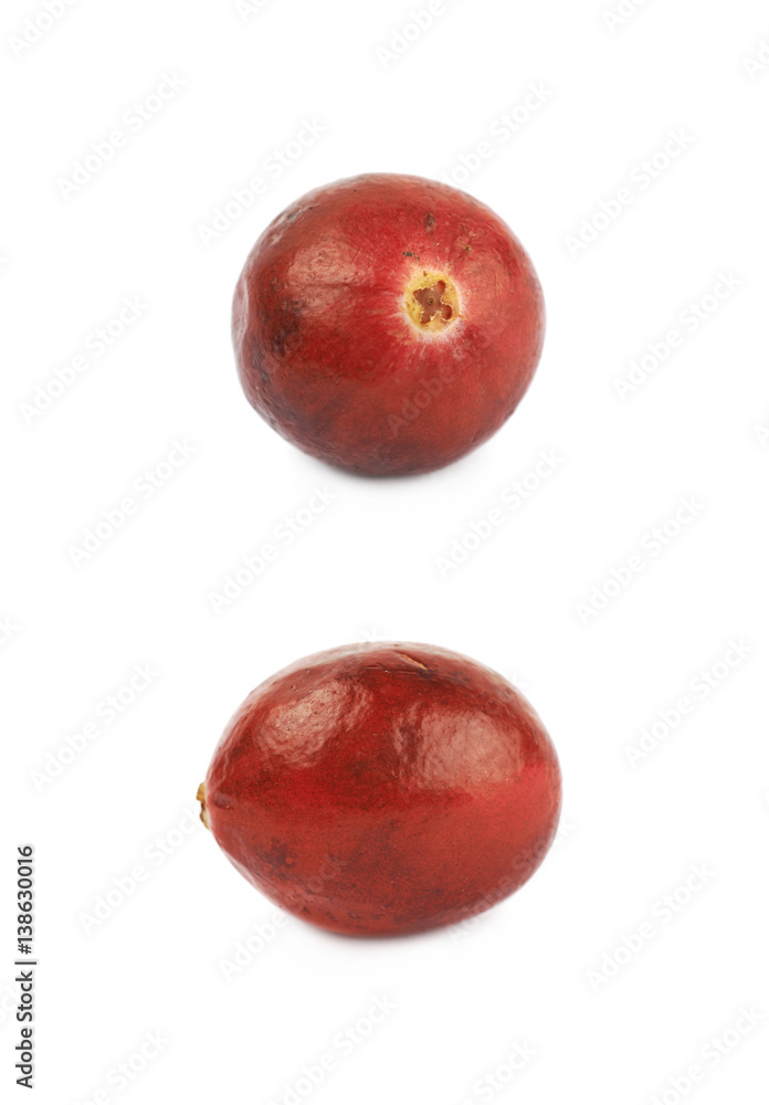 Single ripe cranberry isolated Single ripe cranberry isolated