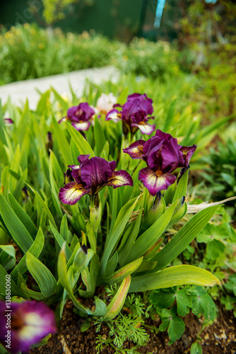 Fototapeta Naklejka Na Ścianę i Meble -   purple iris flower background