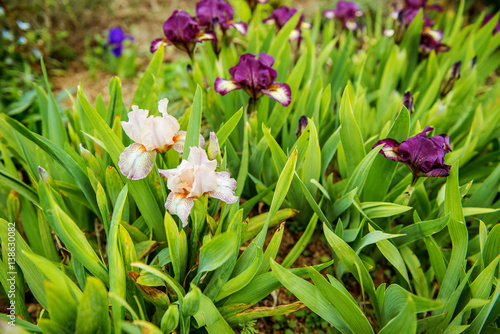 Fototapeta Naklejka Na Ścianę i Meble -  A purple iris flower background
