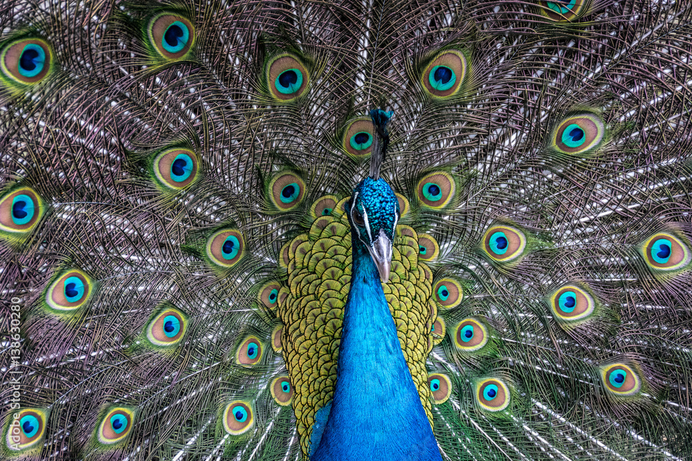 Obraz premium Peacock in display