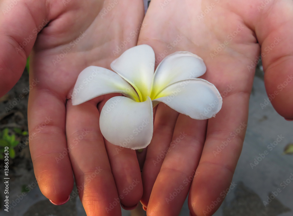 Closeup of a white and yellow plumeria frangipani flower on hands. Tropical Maldives island. Closeup of a white and yellow plumeria frangipani flower on hands. Tropical Maldives island.