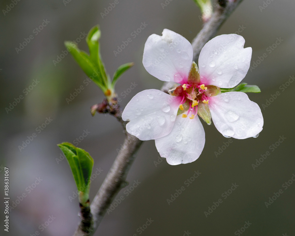 Obraz premium An almond flower in the beginning of the spring