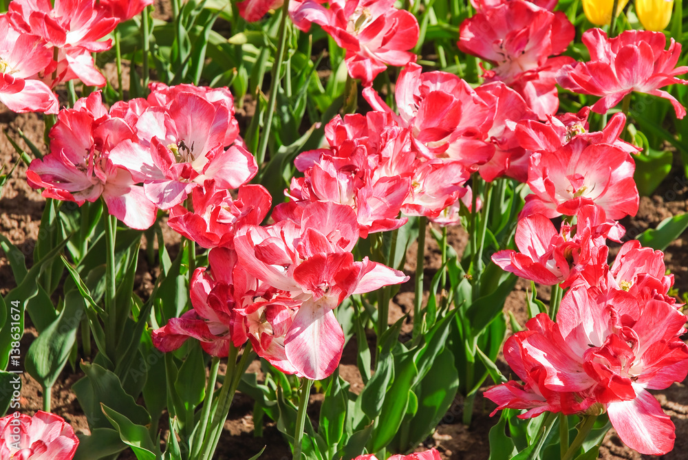 Fototapeta premium Pink with white Terry Tulips (Tulipa). The Sort Of 