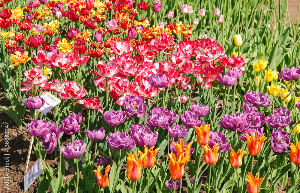 Exhibition of variety of tulips. Beautiful double tulips of different colors